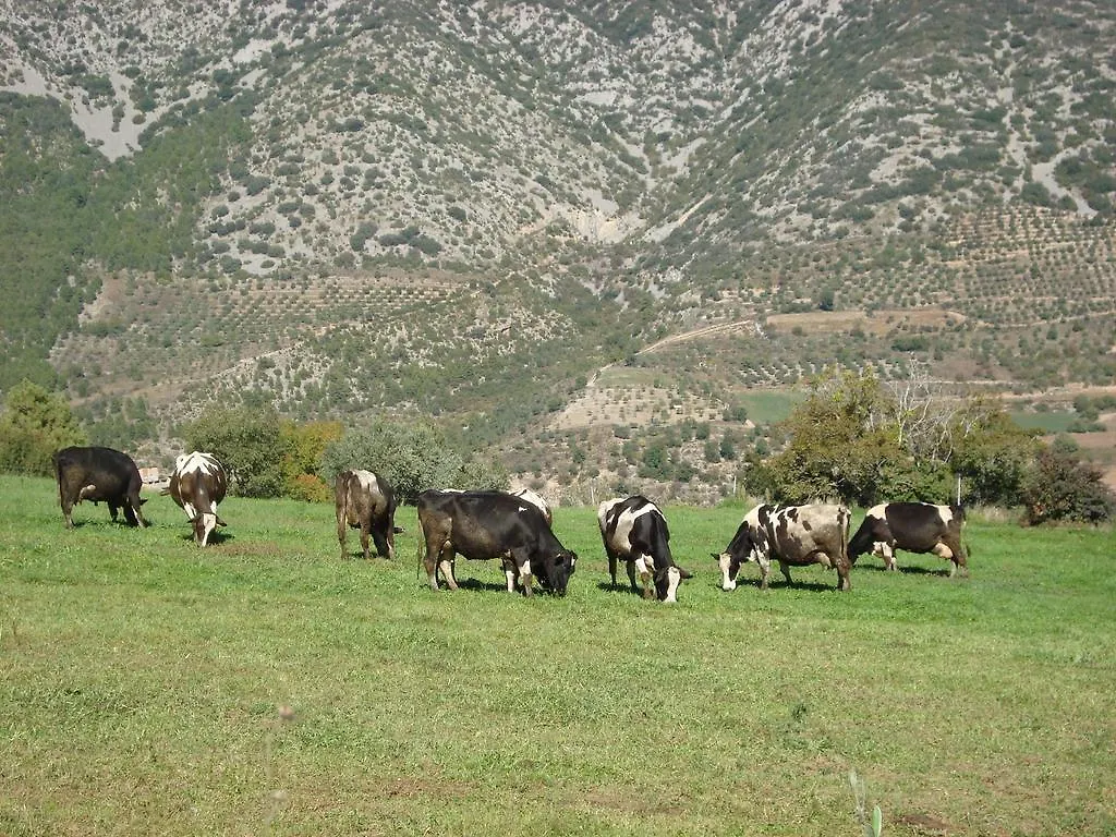Hotel Dom Organya
